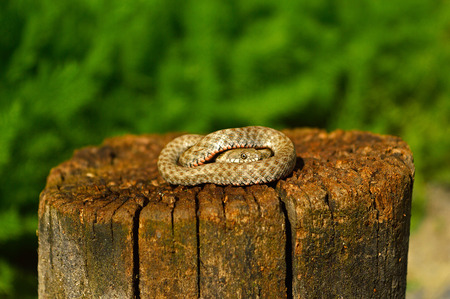 Grey snake resting on the old stump