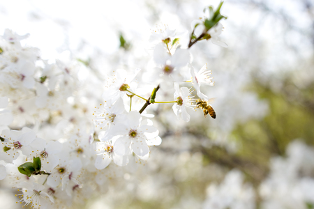 spring
