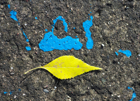 yellow leaf on asphalt roadの写真素材