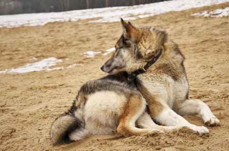 the hunting dog looks out for its prey. the dog lies on a sandy slopeの写真素材