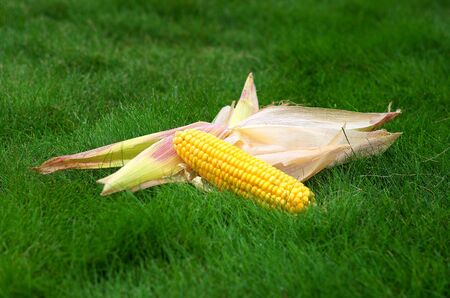 amber corn on the cob and peel on the green grassの写真素材