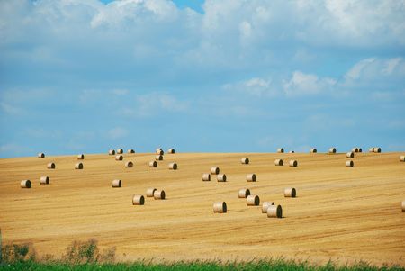 a lot of haystacks on the meadowの写真素材