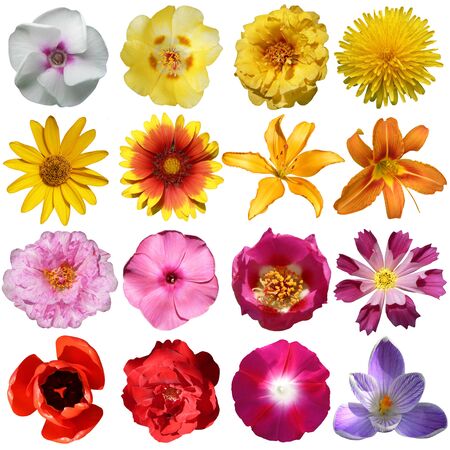 collection of flowers isolated on white backgroundの写真素材
