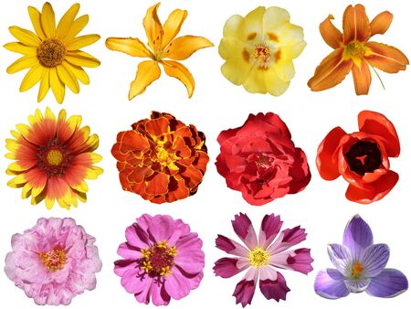 collection of flowers isolated on white backgroundの写真素材