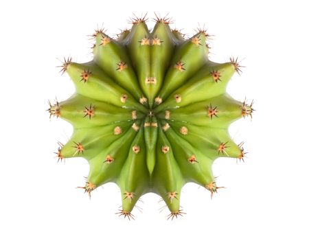 cactus top view isolated on whiteの写真素材