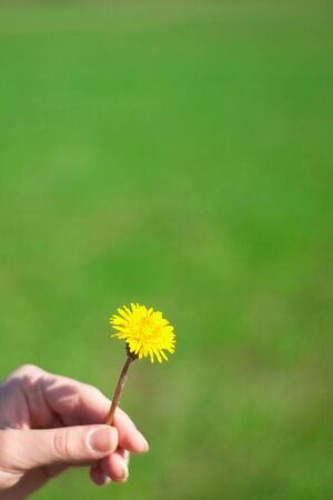 dandelion in a hand on green backgroundの写真素材