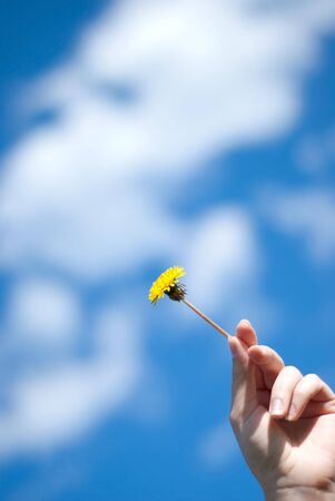 dandelion in a hand against the skyの写真素材