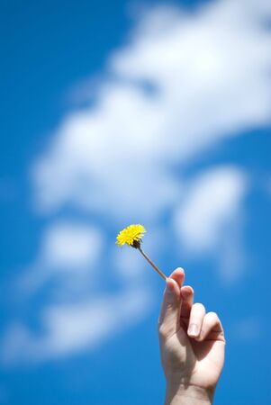 dandelion in a hand against the skyの写真素材