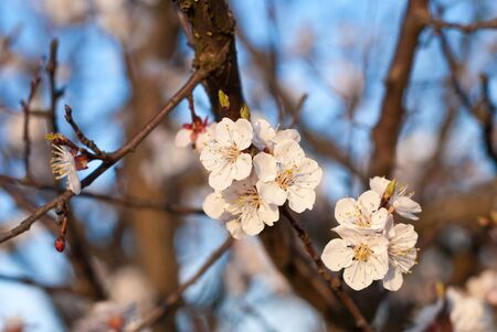 beautiful flowering buds on the treeの写真素材