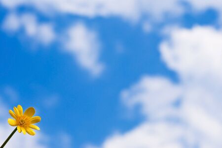 yellow flower against the blue skyの写真素材