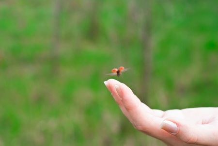 ladybug flying from the handの写真素材