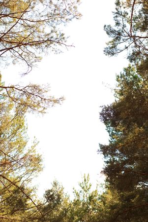 frame of beautiful pine tree