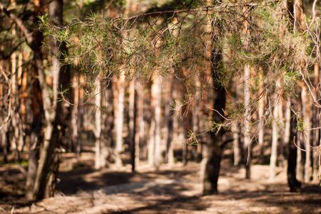 beautiful pine forest in summer