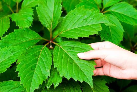 leaf in a hand with leaves backgroundの写真素材