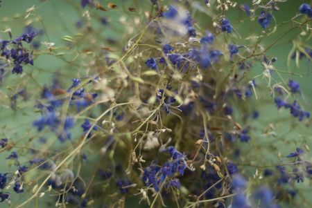 background of blue dry flowersの写真素材