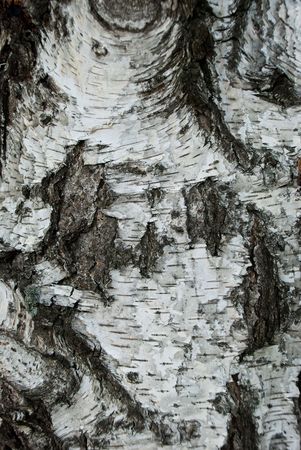 background made of birch barkの写真素材