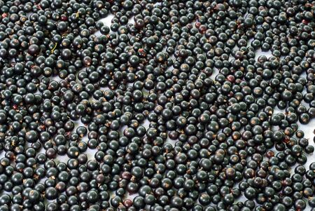 background made of black currantの写真素材