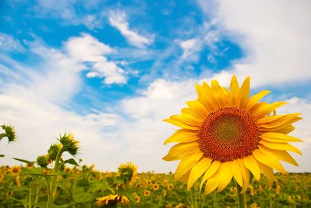sunflower in a field with skyの写真素材