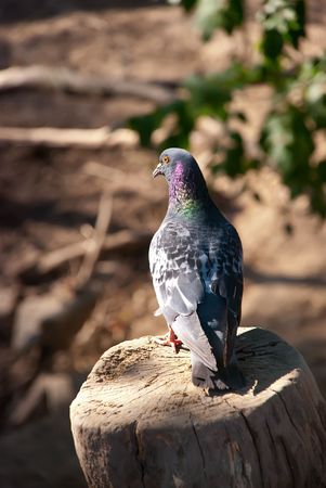 pigeon sitting on a stumpの写真素材