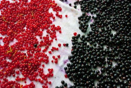 background made of red and black currantの写真素材