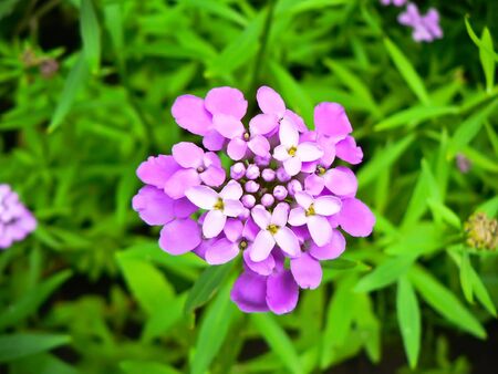 beautiful purple flower in a gardenの写真素材
