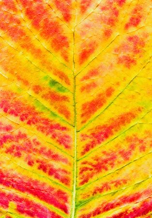 color leaf as a backgroundの写真素材