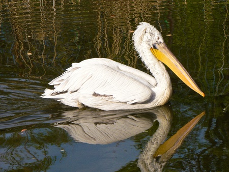 beautiful pelican in the waterの写真素材
