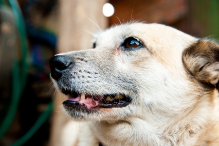 domestic dog muzzle portrait closeupの写真素材