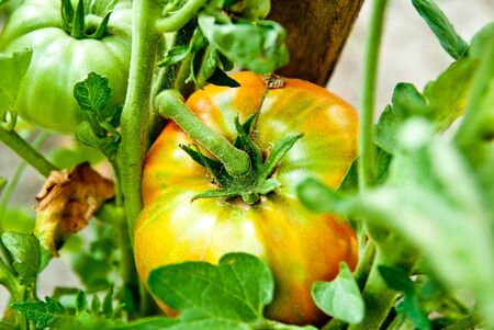 tomato growth on the branch
