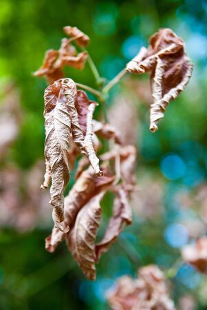 background made of dry leavesの写真素材