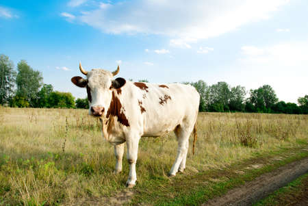 cow standing in the meadowの写真素材