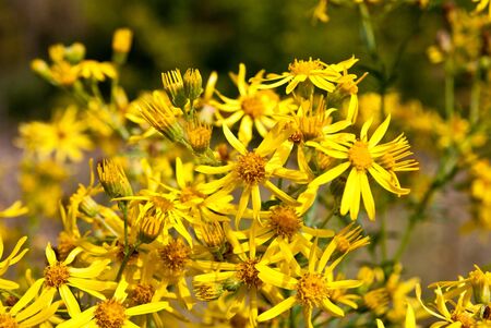 background of yellow flowers in the meadow