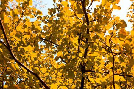 background made of a lot of green leaves