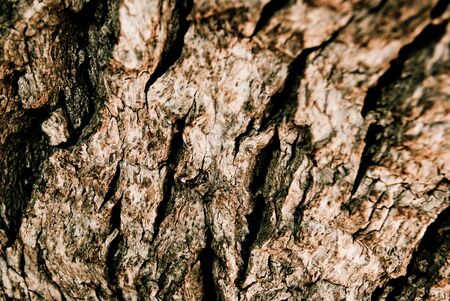 background made of dry barkの写真素材