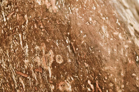 background made of dry bark