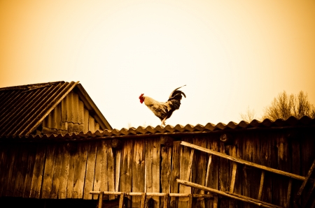 cock on a rural roofの写真素材