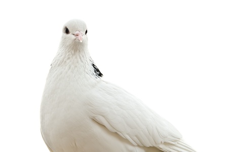 dove isolated on a white backgroundの写真素材