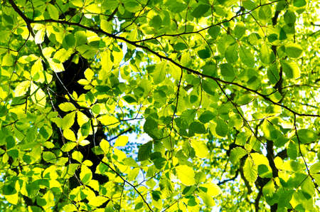 background made of a lot of green leaves