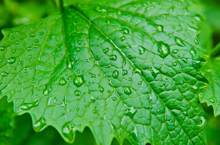 green leaf with water drops