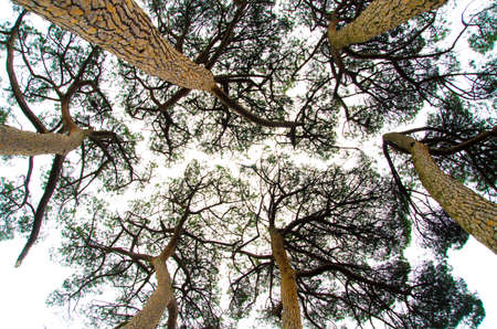 pine trees view from below