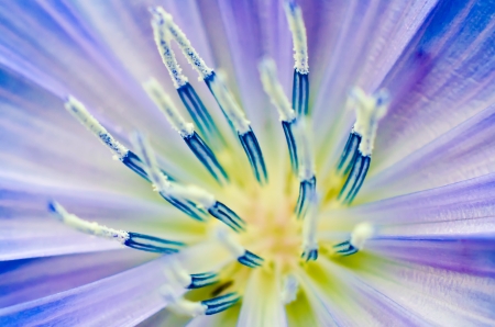 beautiful flower macro as a backgroundの写真素材