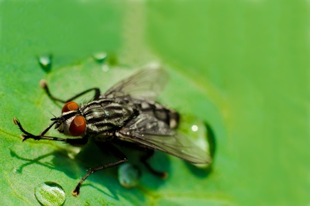 fly on a leaf macro
