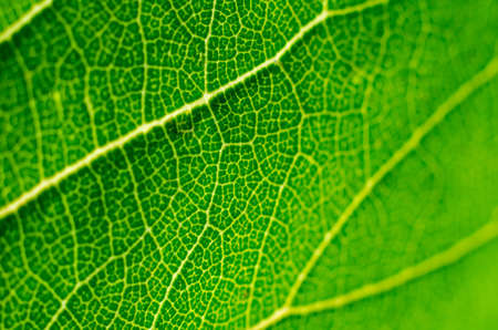 green leaf macro as a background