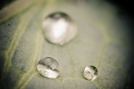 green leaf with water drops macro background