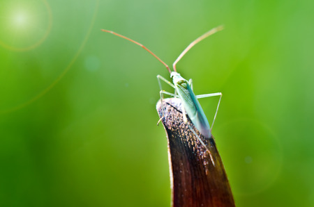 bug on a leaf macro