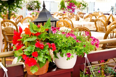 pot of flowers in cafeの写真素材