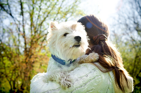 woman with west highland terrierの写真素材
