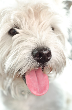 west highland white terrier muzzleの写真素材