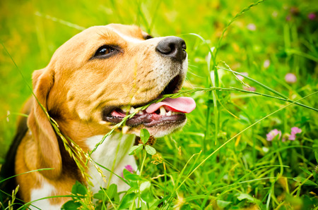 beagle dog on a green grass outdoorsの写真素材