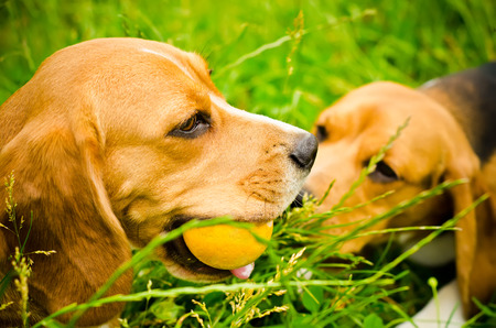 two beagle dog on a green grassの写真素材